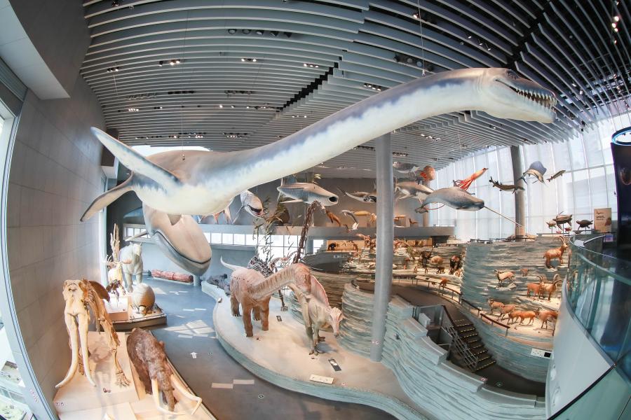 走進(jìn)上海自然博物館，跨越時空的奇妙之旅